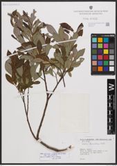 Salix bicolor subsp. basaltica (H. J. Coste) I. V. Belyaeva